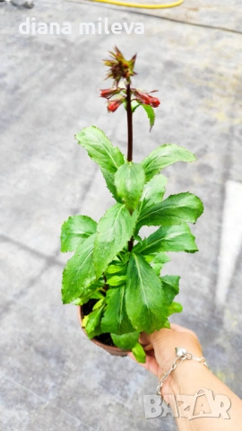 Лобелия Скарлет, Lobelia speciosa Starship Scarlet, студоустойчива и многогодишна, снимка 8 - Градински цветя и растения - 54724808