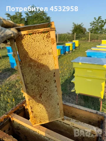 Пчелен мед, реколта 2026, букет, снимка 11 - Пчелни продукти - 55695152