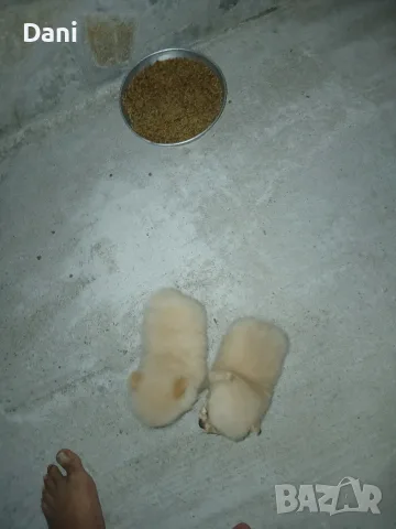 Mini Pomeran sladyri, снимка 10 - Померан - 55631937