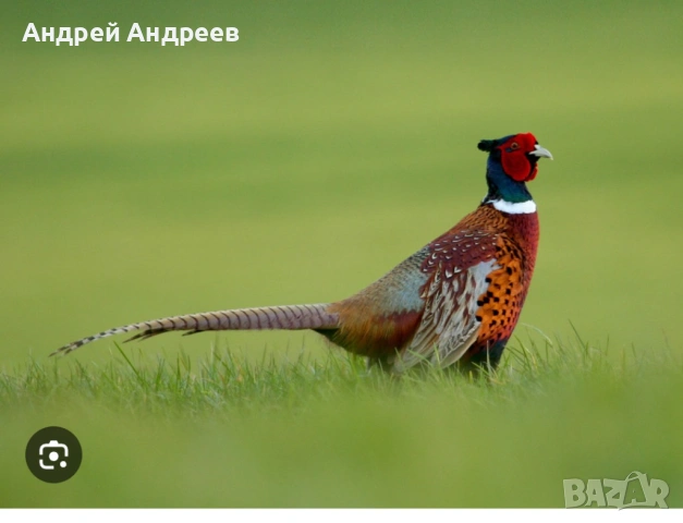 Колхидски фазани 