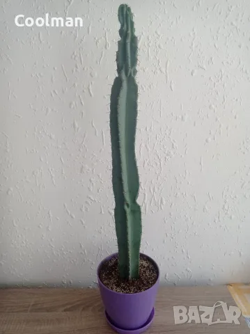 Кактуси Cereus ., снимка 3 - Стайни растения - 54077094