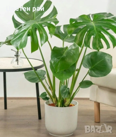 Monstera deliciosa реалните растения на последните снимки 