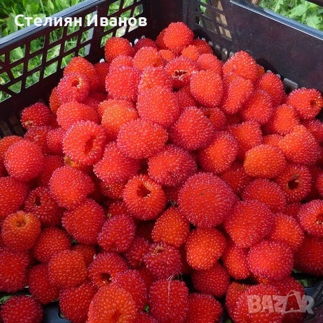 Ягодомалина (Rubus illecebrosus) - растения в контейнери