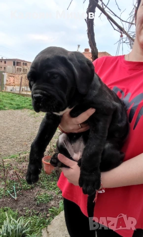 Кане Корсо Puppy