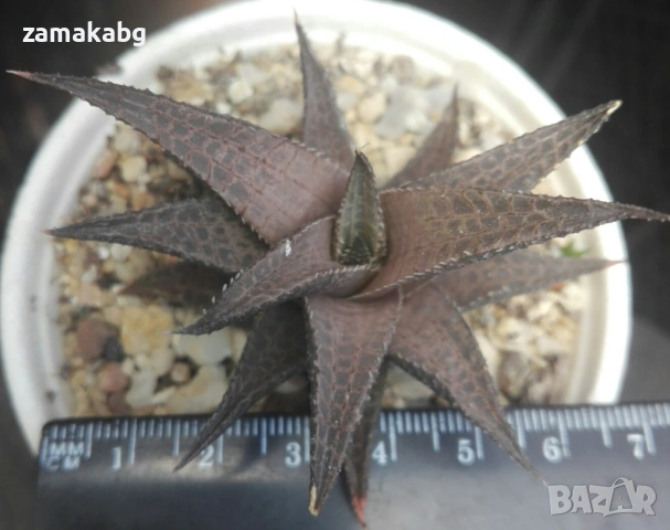 Хавортия теселата (Haworthia tessellata), сукулентно растение, снимка 3 - Стайни растения - 54855280