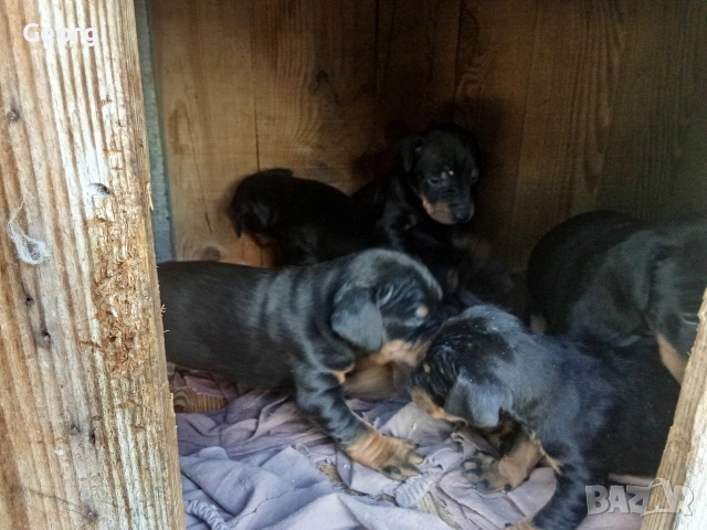 Продавам  кучета ягтериер , снимка 9 - Ягдтериер - 53980313