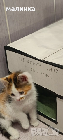 Подарявам женско коте на около 1-2 месеца