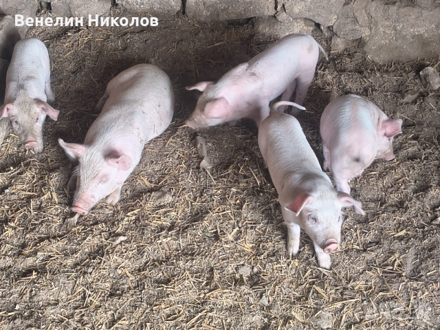 Свиня майка с 4 малки , снимка 7 - Прасета - 54889450