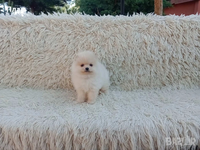 Мъжки и женски Померани., снимка 13 - Померан - 54118740