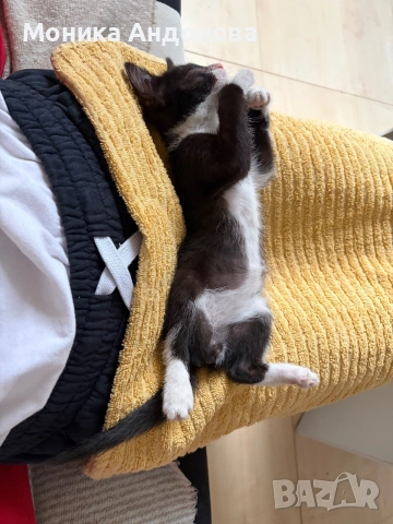 МЪЖКО КОТЕНЦЕ Търси дом, снимка 17 - Други - 55142831