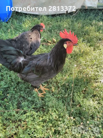 Петли Петел Черен Легхорн Leghorn, снимка 2 - други­ - 55251872