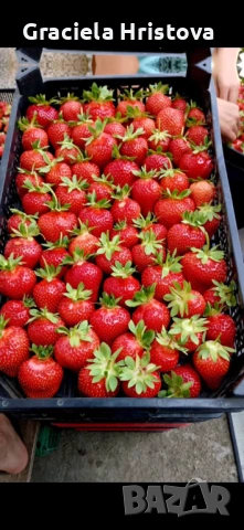 Продавам разсад ягоди , снимка 7 - Сортови семена и луковици - 54365234