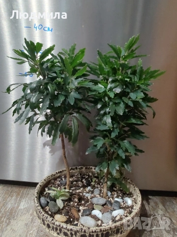 Дизиготека - Dizygotheca elegantissima, снимка 2 - Стайни растения - 55101798