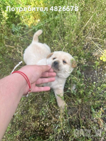 Три малки кученца , снимка 6 - Други - 54541085