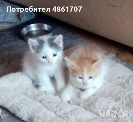 Подарявам котенца!, снимка 2 - Други - 55074997