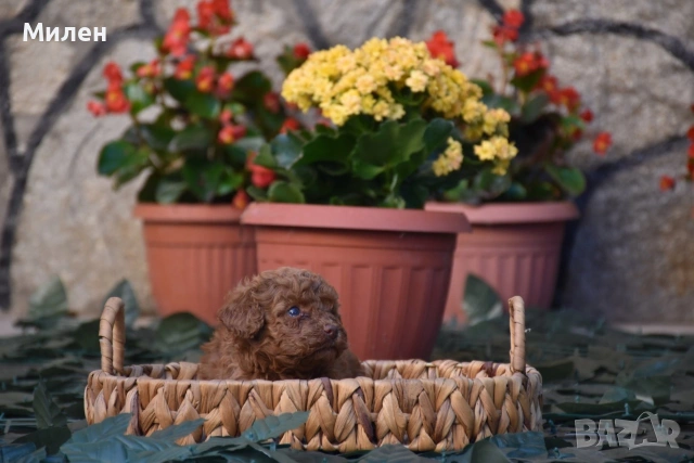 Той пудел Toy poodle, снимка 15 - Пудели - 55006000
