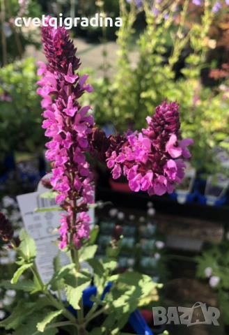 Salvia nemorosa ‘Sensation Rose’ / Розова салвия