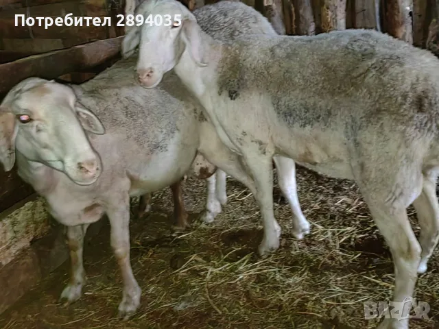 овце коч агнетаа, снимка 2 - Овце - 55482382