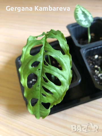 Monstera Obliqua Peru 