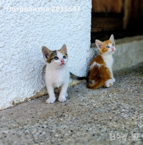  2 страхотни котенца!
