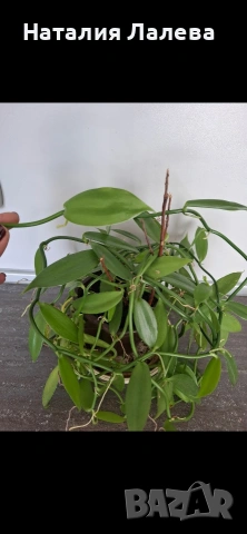 Орхидея ванилия, Vanilla Planifolia , снимка 3 - Стайни растения - 55099611