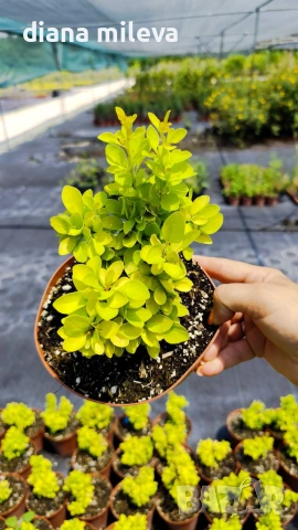 Берберис Мария, Berberis thunbergii ‘Maria'!!!, снимка 7 - Градински цветя и растения - 55016079