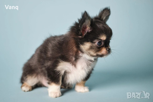 Чихуахуа Възможност за доставка , снимка 2 - Чихуахуа - 54325274