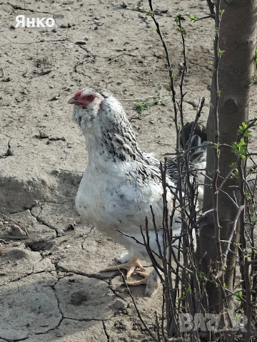 Оплодени яйца, снимка 8 - Кокошки и пуйки - 54326017