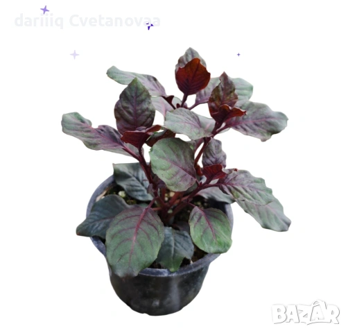 Фуксия за Градинска3.85€ и Каскадна 2.90€, снимка 18 - Градински цветя и растения - 54205891