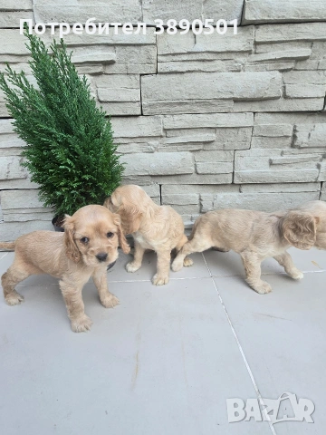 чистокръвни Кокер Шпаньоли, снимка 6 - Кокер шпаньол - 54005829