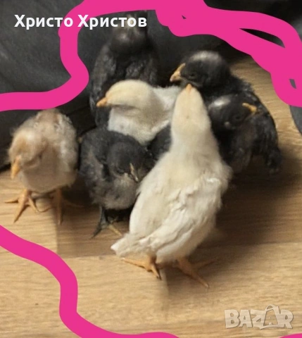 Домашни пиленца на 15дни