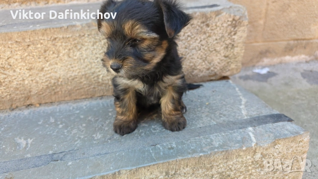 Мини йорки, снимка 3 - Йоркширски териер - 54316527