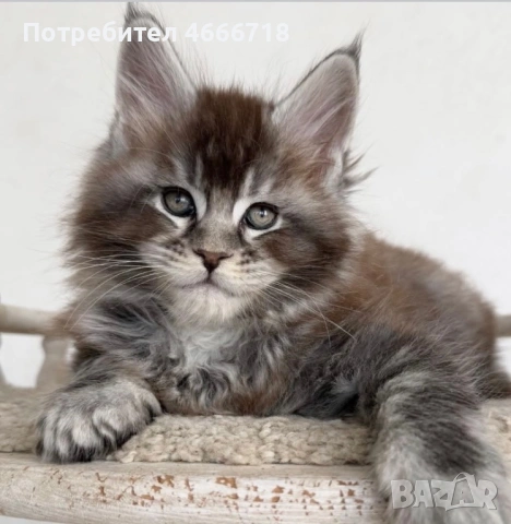 Мейн куун момче