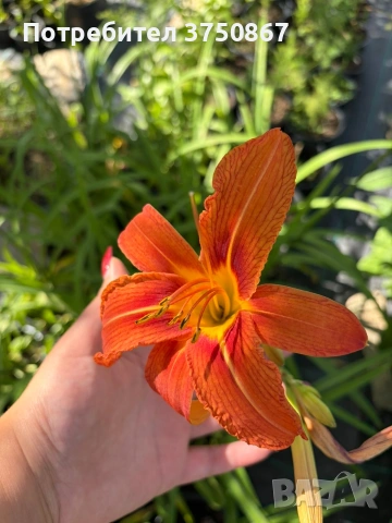 🧡🌿🧡 Хемерокалис (Hemerocallis) , снимка 3 - Градински цветя и растения - 54984612