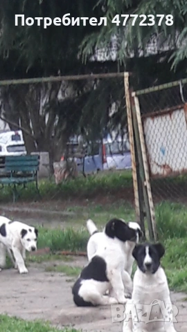 Кучета алабай, снимка 5 - Алабай - 53922033