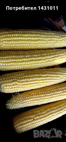 Царевица за варене, снимка 3 - Домашни продукти - 55472673