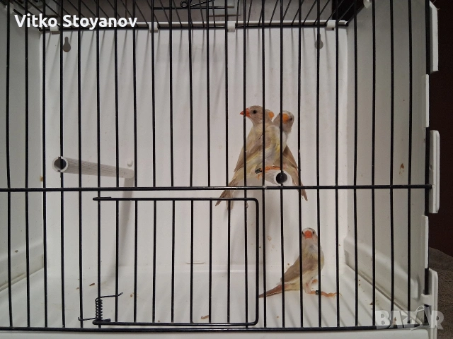 Амадини, снимка 6 - Амадини - 54583945