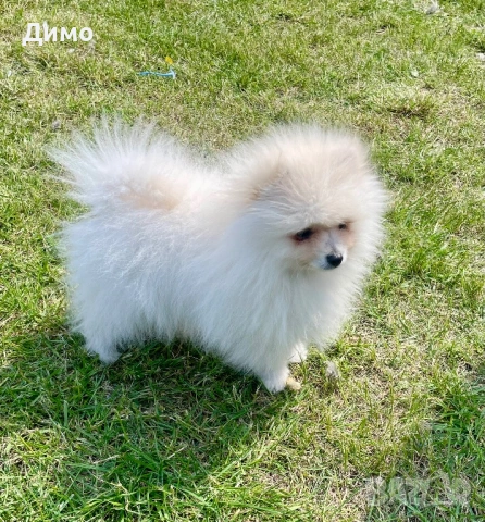 Мъжки померан, снимка 4 - Померан - 54242429