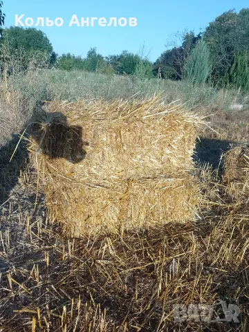 малки бали овес, снимка 2 - За селскостопански - 55503867