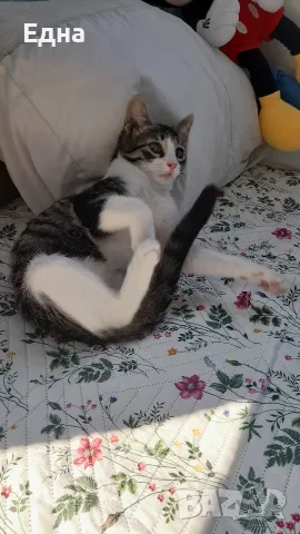 Добри котета,търсят дом.София, снимка 2 - Други - 55605019