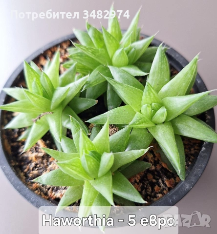 Предлагам стайни растения, снимка 7 - Стайни растения - 54893019