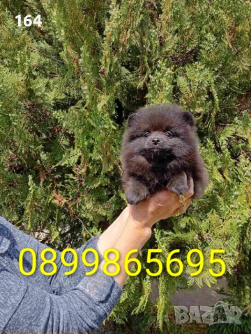 Женски Померани. Реални снимки от 29.04.2026 г. , снимка 8 - Померан - 54293722