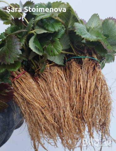 Разсад ягоди, снимка 5 - Разсади - 54056117