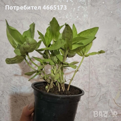 Градинска Циния, снимка 4 - Градински цветя и растения - 54724450