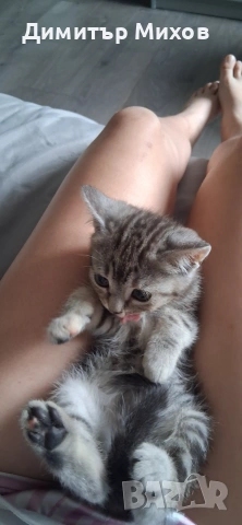 Британски Котки, снимка 6 - Британска късокосместа - 55127593