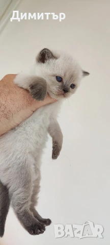 Кълърпойнтчета шотландски, снимка 16 - Британска късокосместа - 54252898