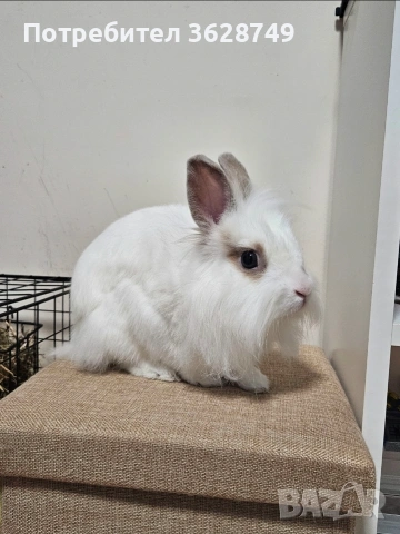 Декоративно зайче