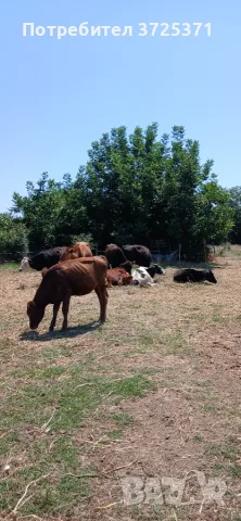 Продавам 10бр. женски телета