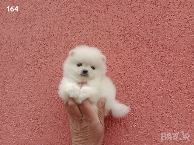 Мини мъжки Померан. Реални снимки от 27.04.26 г., снимка 2 - Померан - 54273673