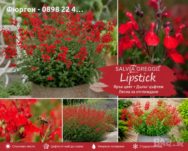Салвия (Salvia greggii) 'Lipstick'